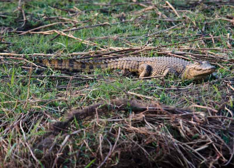 92 - Botswana - cocodrilo - parque nacional de Chobe